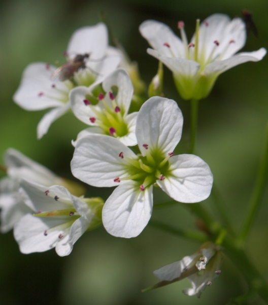 Pflanzenbild gross Bitteres Schaumkraut - Cardamine amara