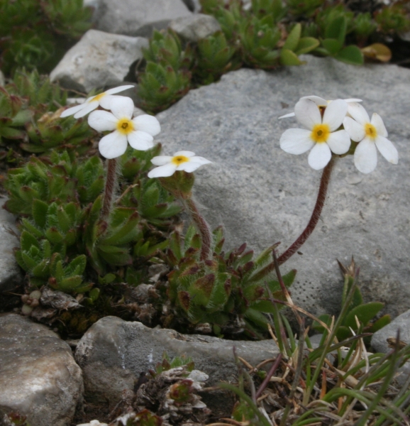 Pflanzenbild gross Bewimperter Mannsschild - Androsace chamaejasme