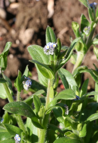 Pflanzenbild gross Acker-Vergissmeinnicht - Myosotis arvensis