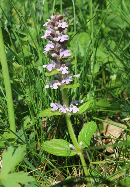 Pflanzenbild gross Kriechender Günsel - Ajuga reptans
