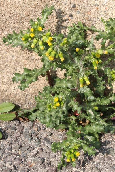 Pflanzenbild gross Gemeines Greiskraut - Senecio vulgaris