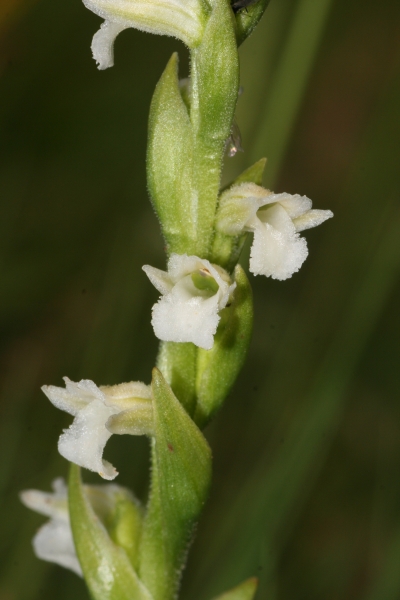 Pflanzenbild gross Sommer-Wendelähre - Spiranthes aestivalis
