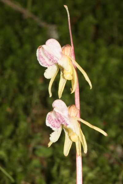 Pflanzenbild gross Widerbart - Epipogium aphyllum