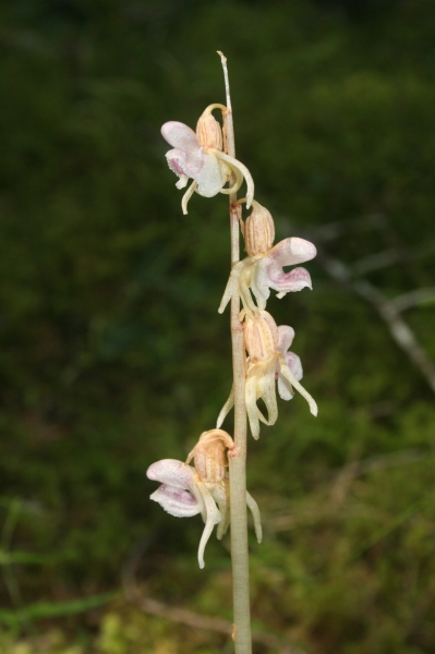 Pflanzenbild gross Widerbart - Epipogium aphyllum