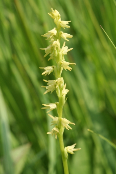 Pflanzenbild gross Einorchis - Herminium monorchis