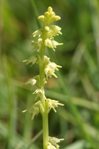 Pflanzenbild gross Einorchis - Herminium monorchis