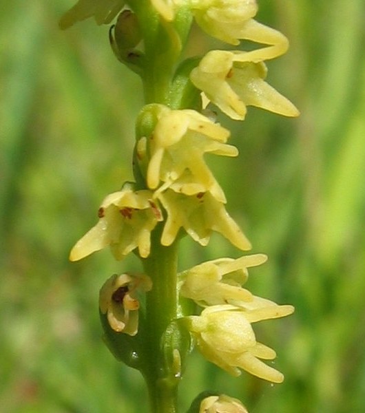 Pflanzenbild gross Einorchis - Herminium monorchis