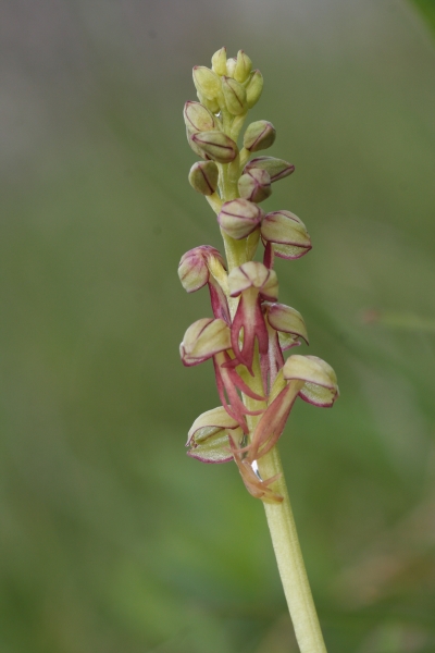 Pflanzenbild gross Ohnsporn - Aceras anthropophorum