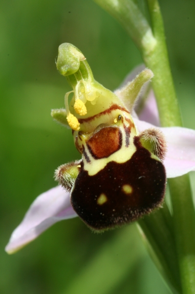 Pflanzenbild gross Bienen-Ragwurz - Ophrys apifera