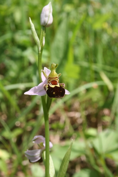 Pflanzenbild gross Bienen-Ragwurz - Ophrys apifera