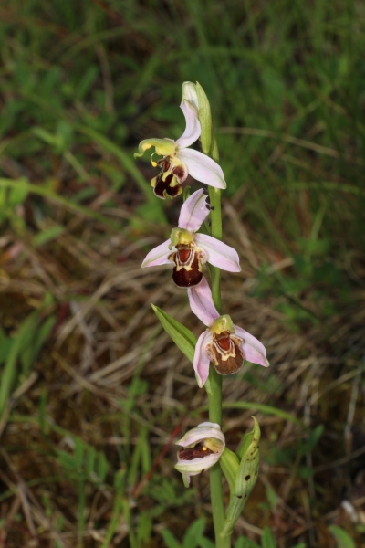 Pflanzenbild gross Bienen-Ragwurz - Ophrys apifera