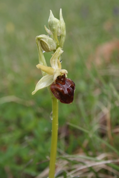Pflanzenbild gross Gewöhnliche Spinnen-Ragwurz - Ophrys sphegodes