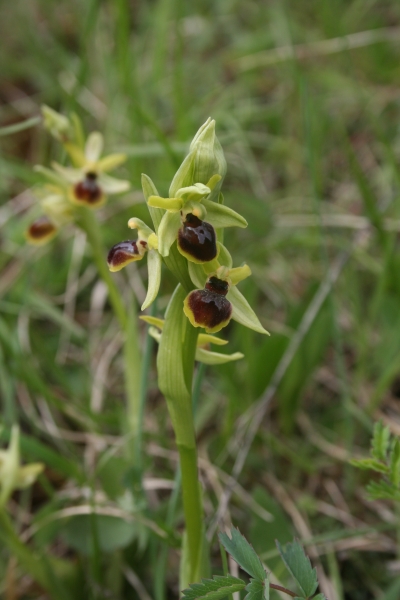 Pflanzenbild gross Kleine Spinnen-Ragwurz - Ophrys araneola