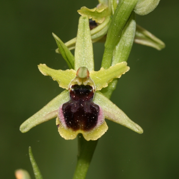 Pflanzenbild gross Kleine Spinnen-Ragwurz - Ophrys araneola