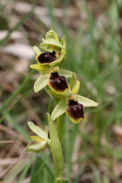 Pflanzenbild gross Kleine Spinnen-Ragwurz - Ophrys araneola