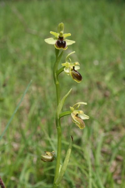 Pflanzenbild gross Kleine Spinnen-Ragwurz - Ophrys araneola