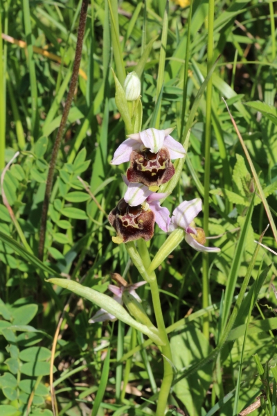 Pflanzenbild gross Gewöhnliche Hummel-Ragwurz - Ophrys holosericea subsp. holosericea