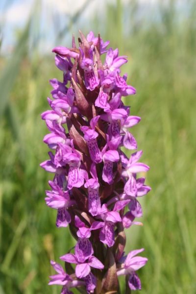 Pflanzenbild gross Fleischrote Fingerwurz - Dactylorhiza incarnata