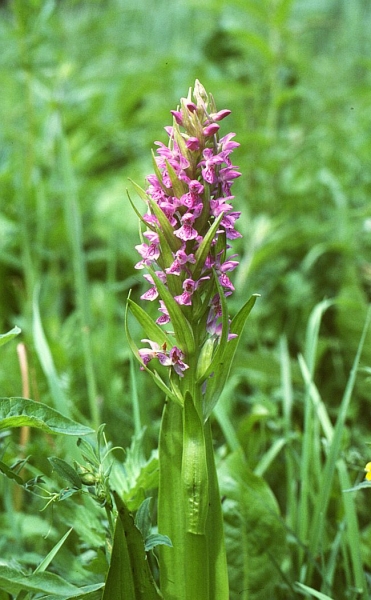 Pflanzenbild gross Fleischrote Fingerwurz - Dactylorhiza incarnata