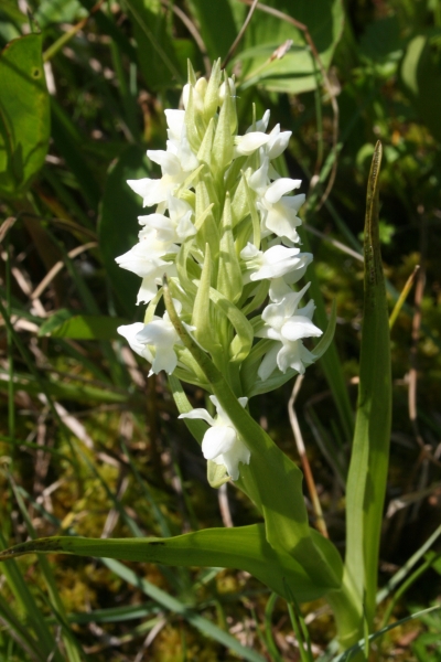 Pflanzenbild gross Hellgelbe Fingerwurz - Dactylorhiza incarnata subsp. ochroleuca