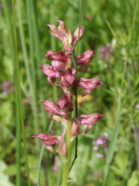 Pflanzenbild gross Wanzen-Knabenkraut - Orchis coriophora