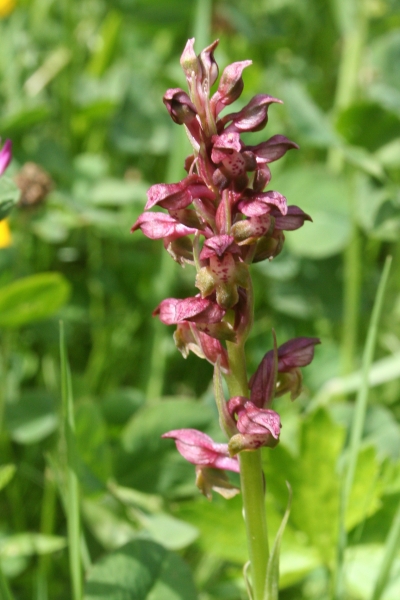 Pflanzenbild gross Wanzen-Knabenkraut - Orchis coriophora