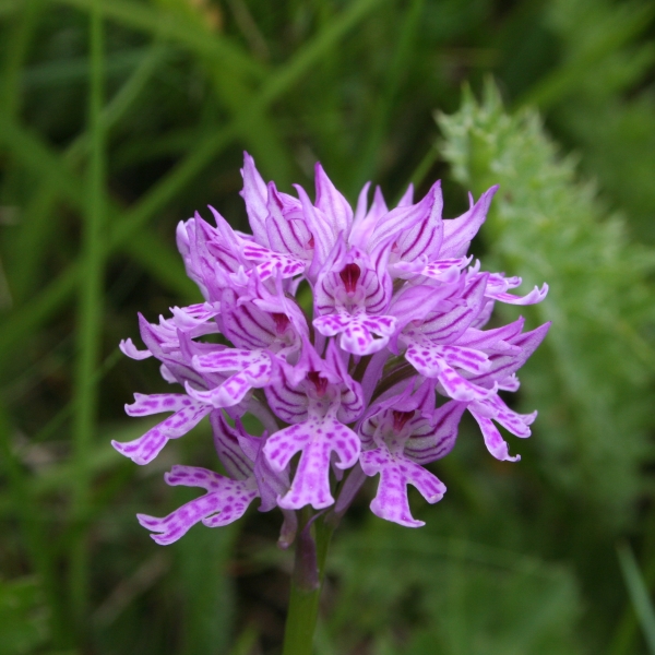 Pflanzenbild gross Dreizähniges Knabenkraut - Orchis tridentata