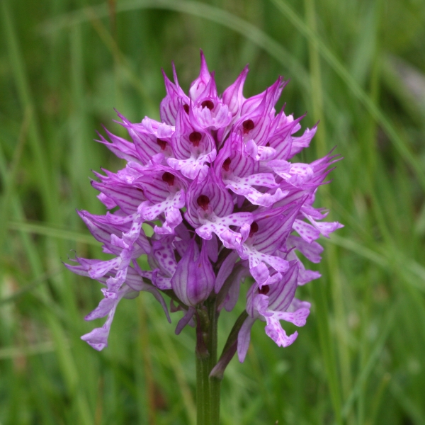 Pflanzenbild gross Dreizähniges Knabenkraut - Orchis tridentata