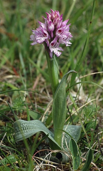 Pflanzenbild gross Dreizähniges Knabenkraut - Orchis tridentata