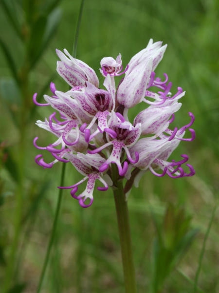 Pflanzenbild gross Affen-Knabenkraut - Orchis simia