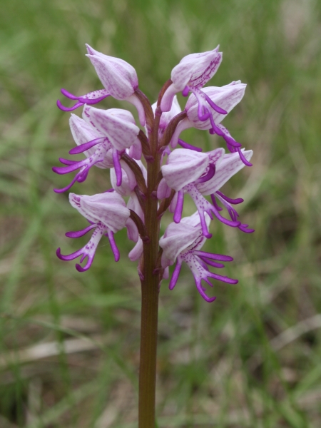 Pflanzenbild gross Affen-Knabenkraut - Orchis simia