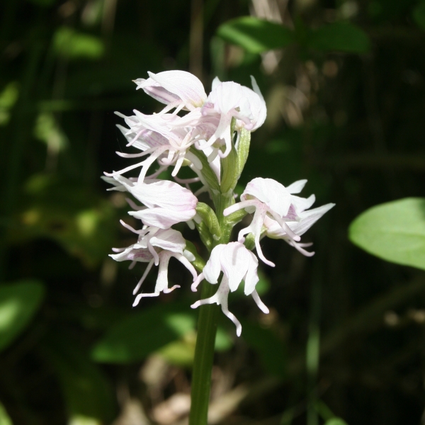 Pflanzenbild gross Affen-Knabenkraut - Orchis simia