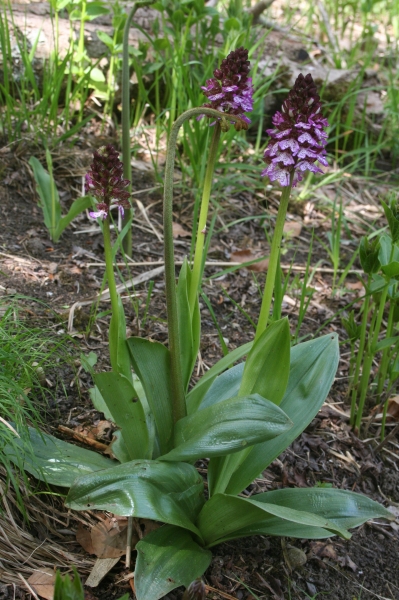 Pflanzenbild gross Purpur-Knabenkraut - Orchis purpurea