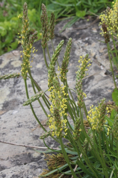 Pflanzenbild gross Alpen-Wegerich - Plantago alpina