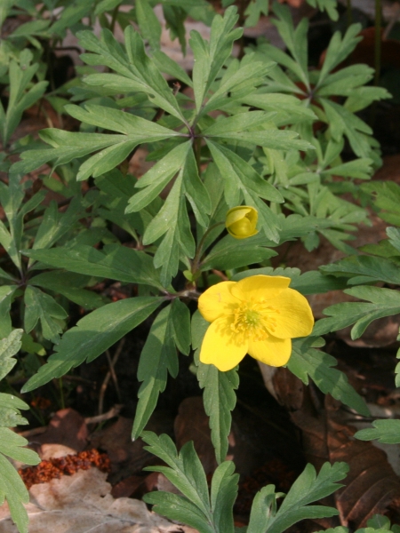 Pflanzenbild gross Gelbes Windröschen - Anemone ranunculoides