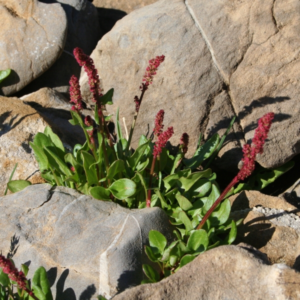 Pflanzenbild gross Schnee-Ampfer - Rumex nivalis
