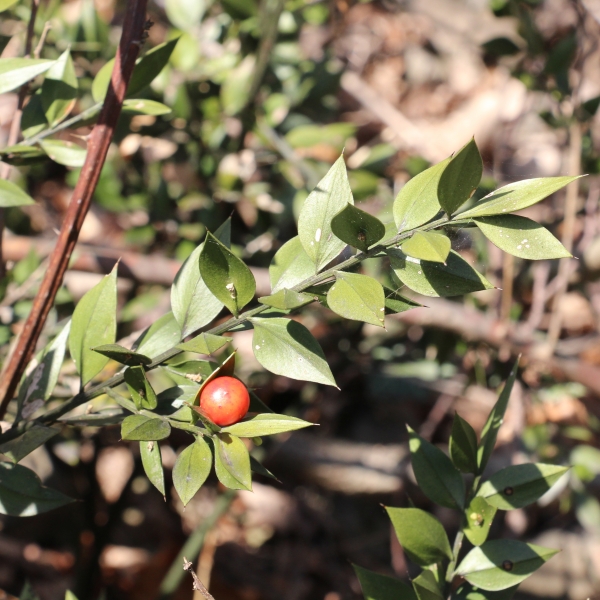 Pflanzenbild gross Mäusedorn - Ruscus aculeatus