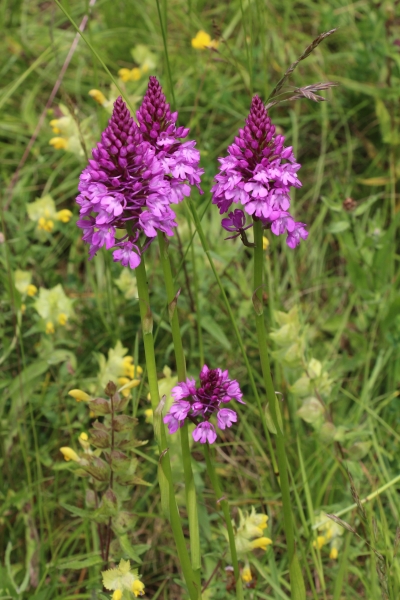 Pflanzenbild gross Spitzorchis - Anacamptis pyramidalis