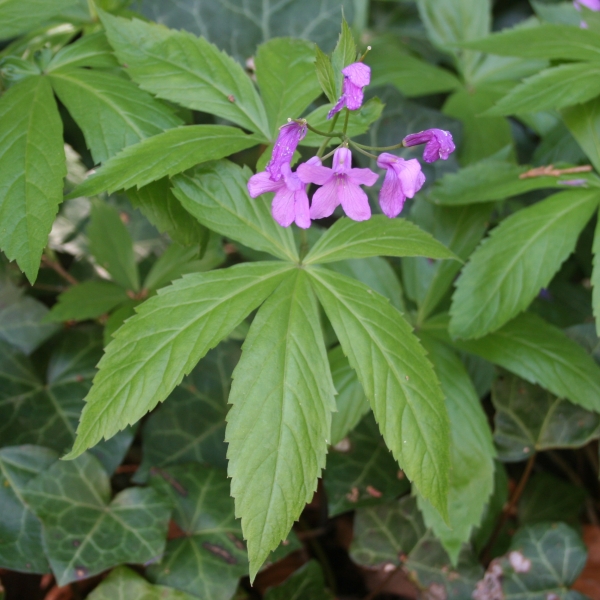 Pflanzenbild gross Fingerblättrige Zahnwurz - Cardamine pentaphyllos