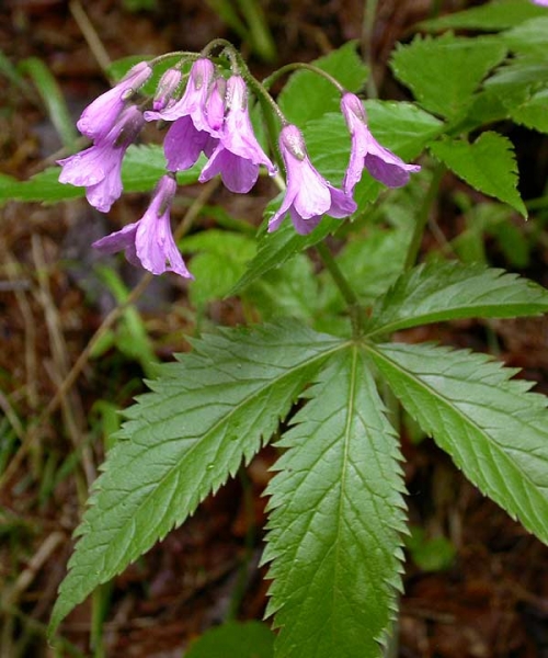 Pflanzenbild gross Fingerblättrige Zahnwurz - Cardamine pentaphyllos