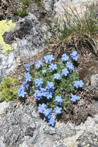 Pflanzenbild gross Himmelsherold - Eritrichium nanum