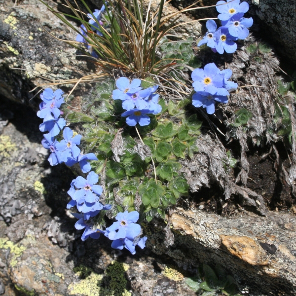 Pflanzenbild gross Himmelsherold - Eritrichium nanum