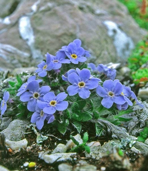 Pflanzenbild gross Himmelsherold - Eritrichium nanum