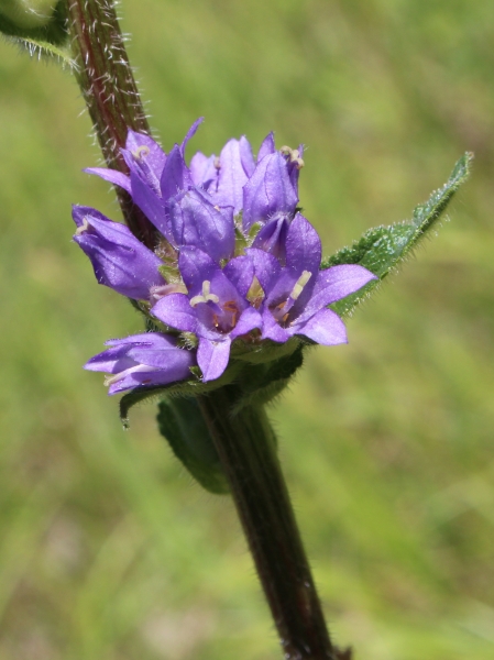 Pflanzenbild gross Borstige Glockenblume - Campanula cervicaria