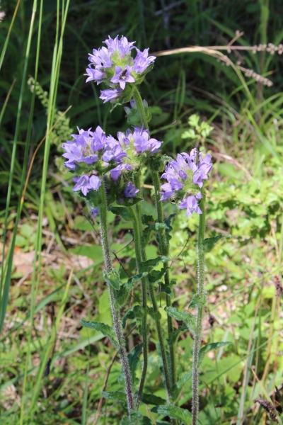 Pflanzenbild gross Borstige Glockenblume - Campanula cervicaria