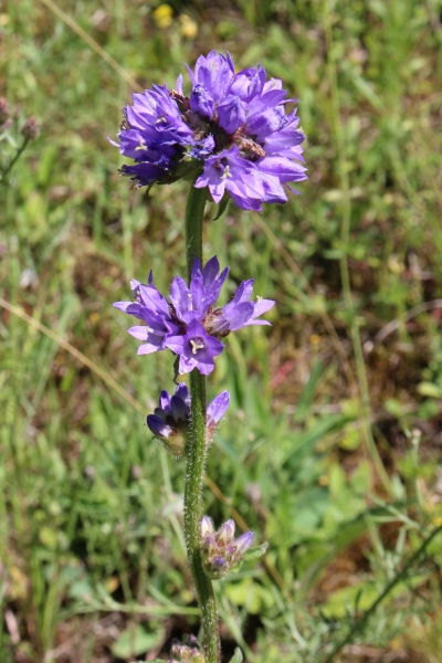 Pflanzenbild gross Borstige Glockenblume - Campanula cervicaria