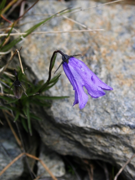 Pflanzenbild gross Ausgeschnittene Glockenblume - Campanula excisa