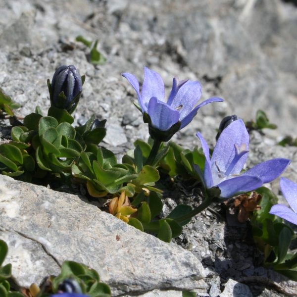 Pflanzenbild gross Mont Cenis-Glockenblume - Campanula cenisia
