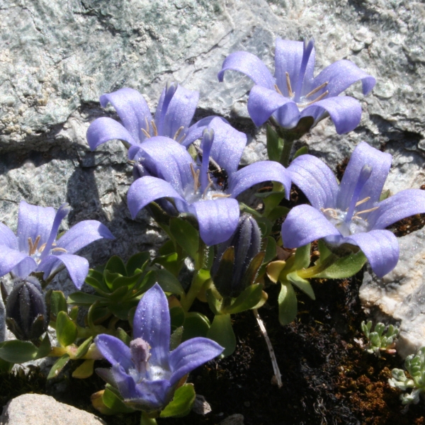 Pflanzenbild gross Mont Cenis-Glockenblume - Campanula cenisia