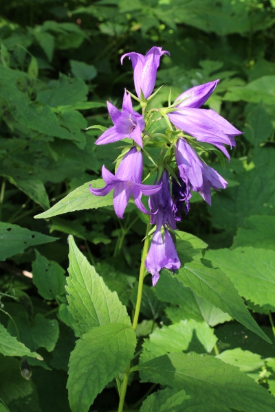 Pflanzenbild gross Breitblättrige Glockenblume - Campanula latifolia
